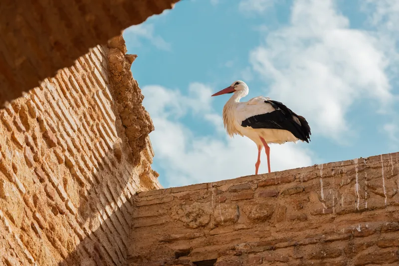 Photographe à Rabat — Hosniart