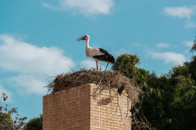 Chellah, Rabat — Série personnelle · Rabat